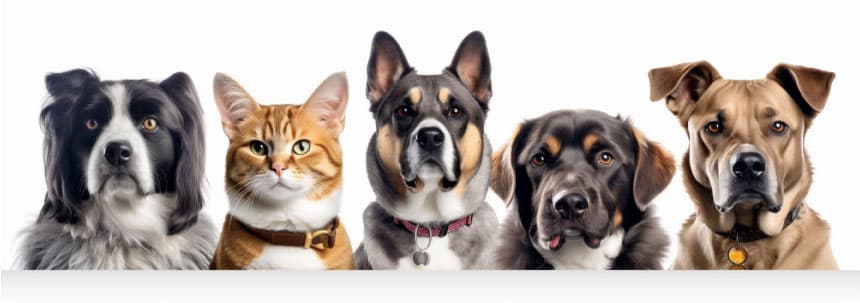 Unleashing Brand Potential: Promotional Pet Products for Business Growth