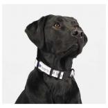 Full Color Pet Collar - 1"W x 20"L