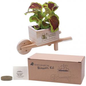 Blossom Kit in Wooden Wheel Barrow