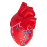 Heart with Veins Stress Reliever