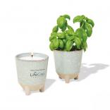 Modern Sprout Candle and Grow Kit 