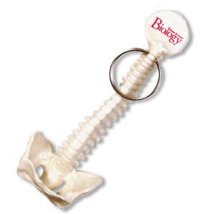 Spine and Pelvis Keychain